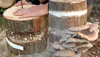 como cultivar setas troncos productores