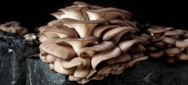 C&oacute;mo cultivar Pleurotus Ostreatus