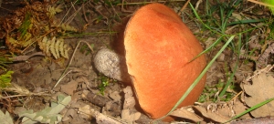 Leccinum Quercinum