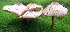 El mundo de los hongos - Setas tóxicas y comestibles 2