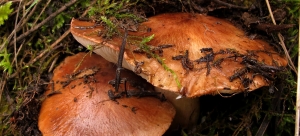 El mundo de los hongos - ¿Cuándo, cómo y dónde?